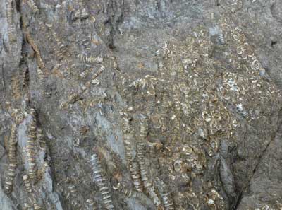 6 crinoids.jpg